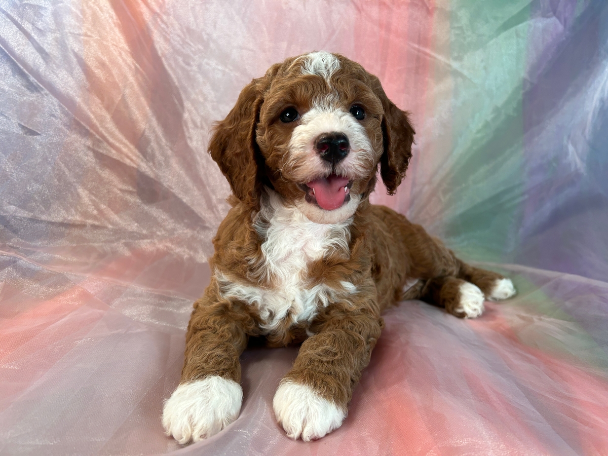 Female Cockapoo Puppy for Sale DOB 6-21-2023 $1200
